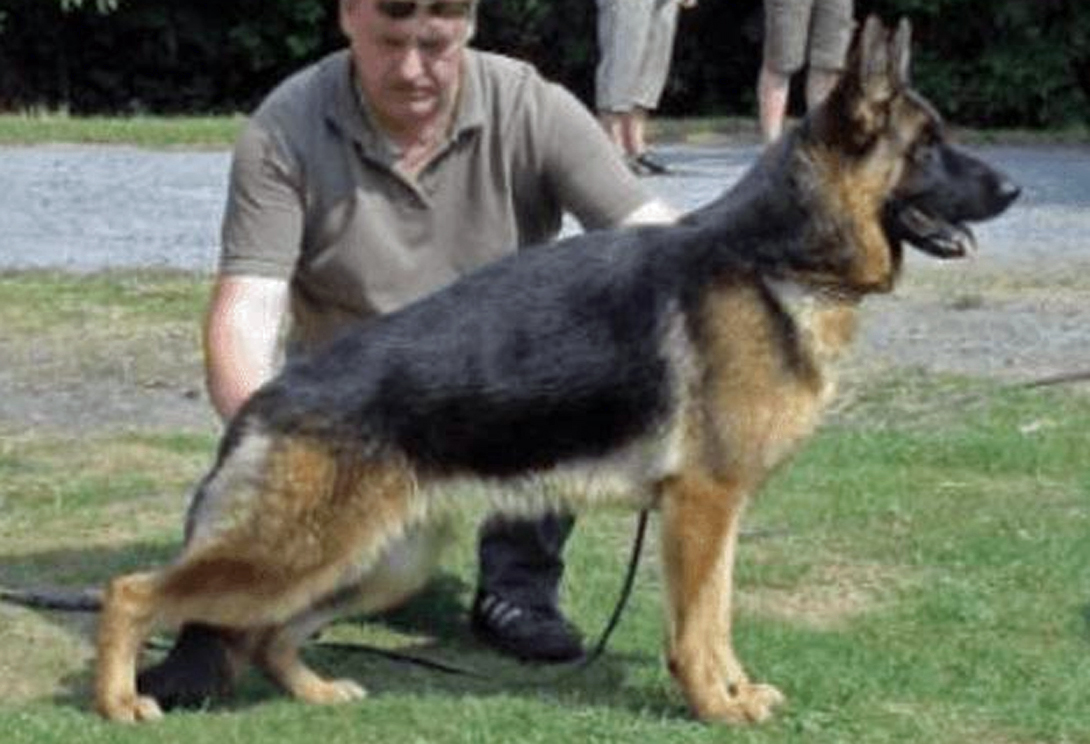 Jade van de Zomerdijkslanden