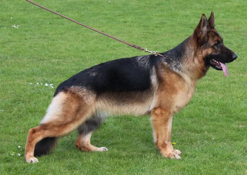 Jade von der Zenteiche