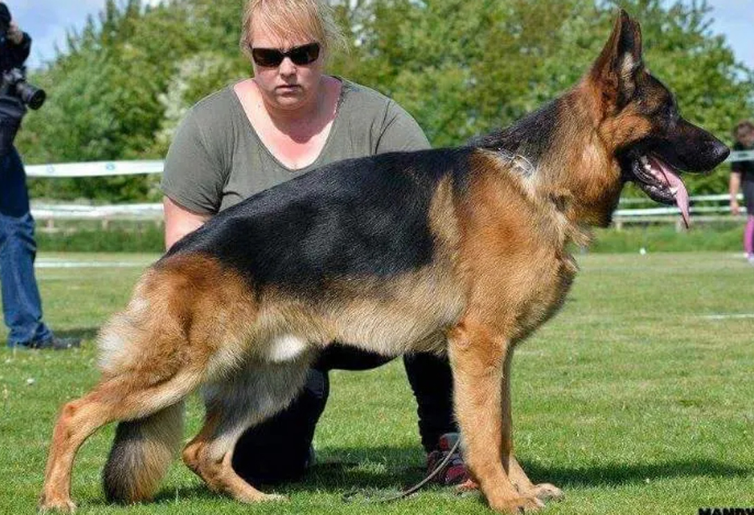 Jasko von der Zenteiche