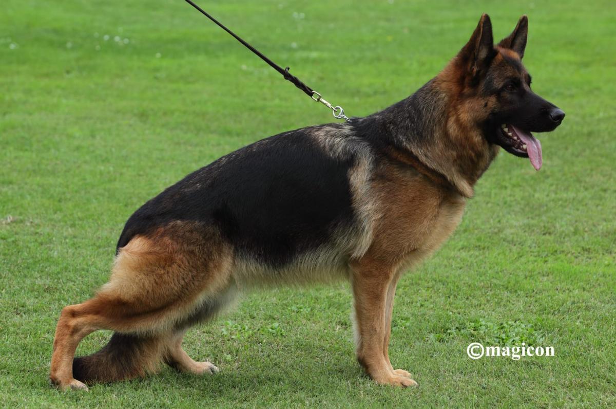 Java vom Kuckucksland