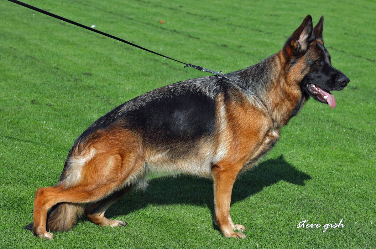 Jena vom Lärchenhain