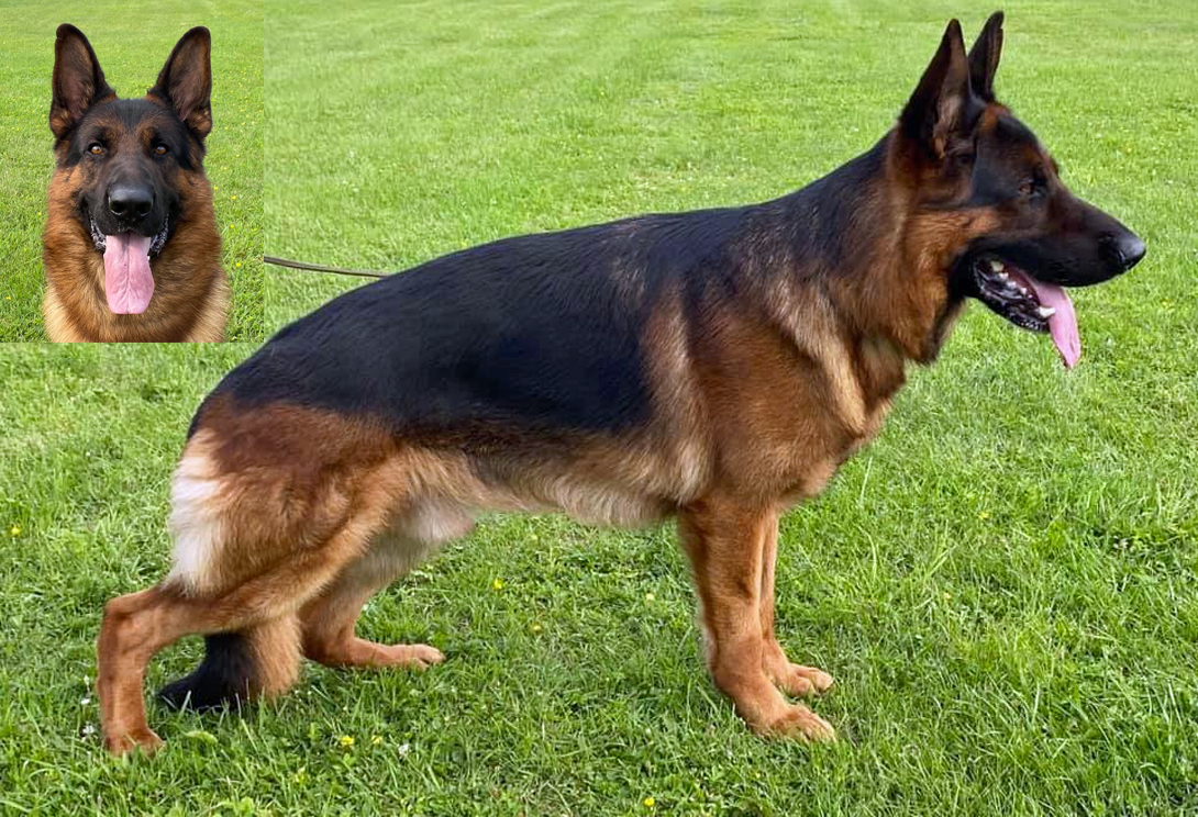 Kabou vom Rhyner-Taifun