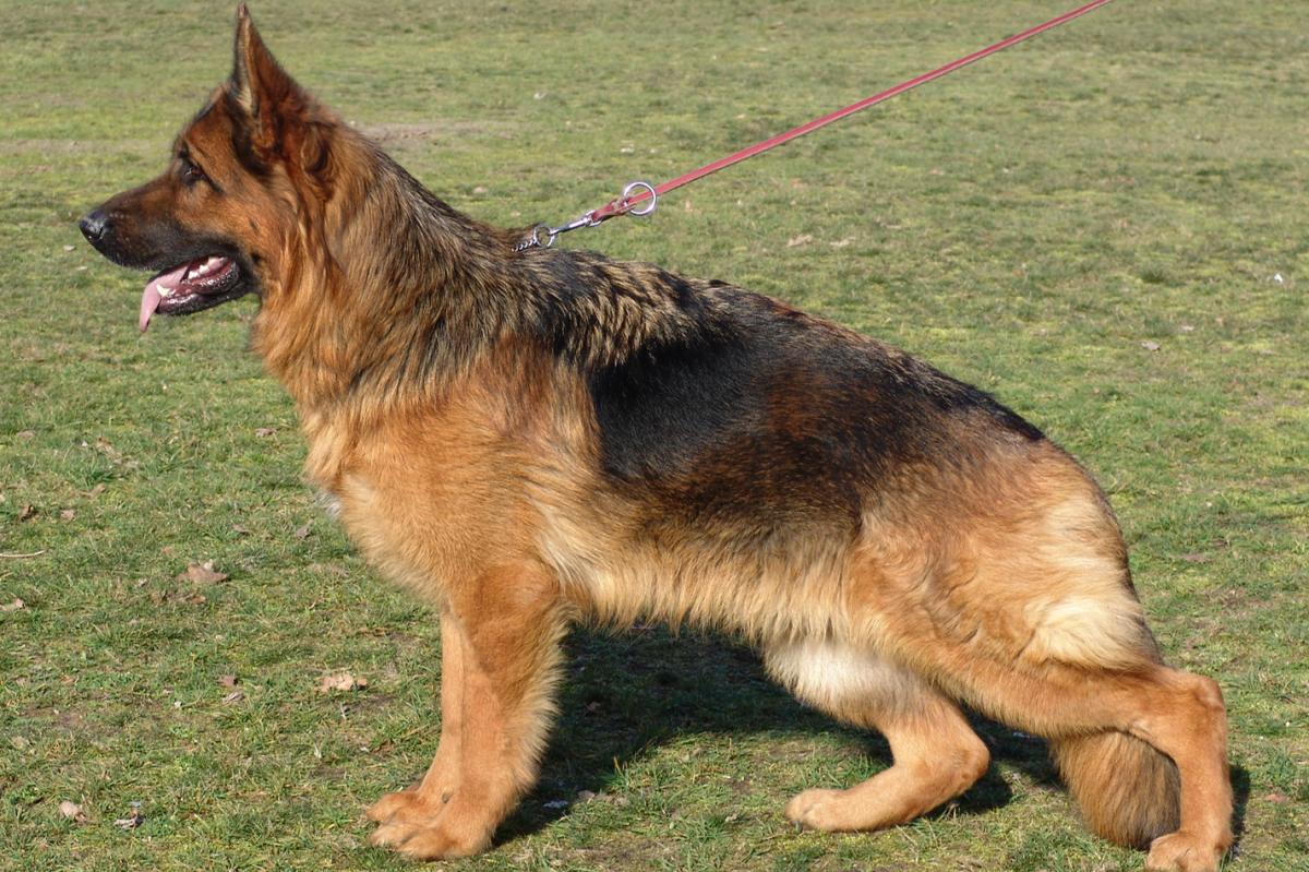 Kamoa vom St.-Michaels-Berg