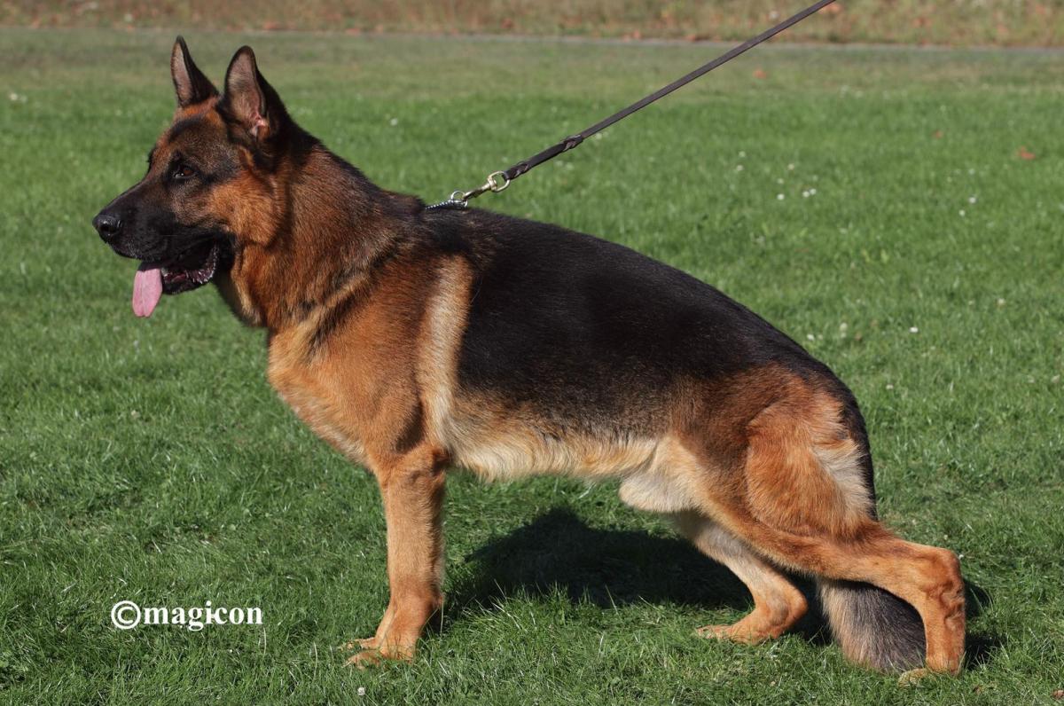 Kaspar vom Drei Birkenzwinger