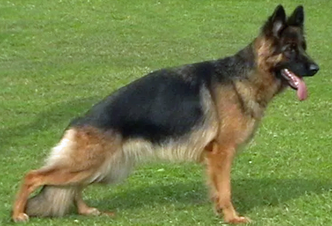 Kelly vom alten Herrenhaus