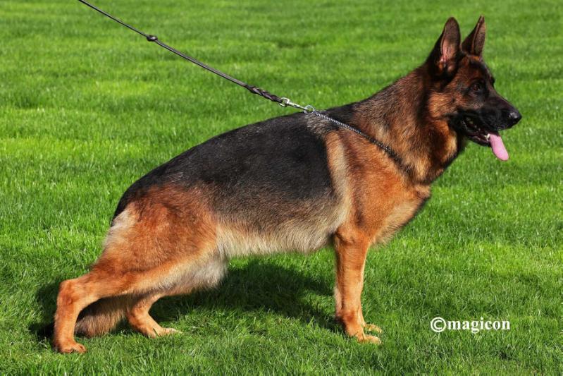 Kora vom Emkendorfer Park