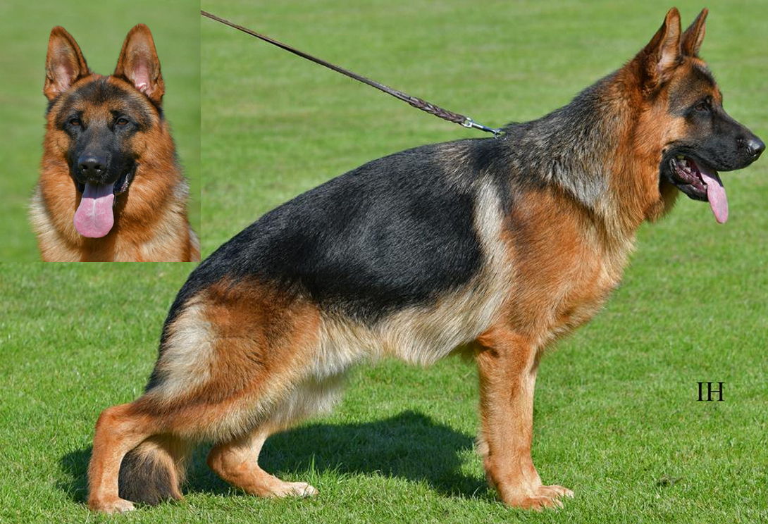 Kosmo von der Piste Trophe