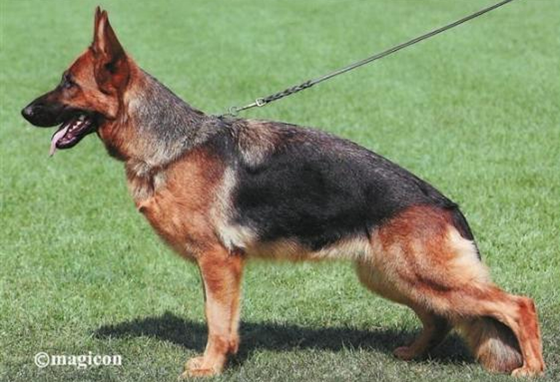 Leikes von der Prachtallee