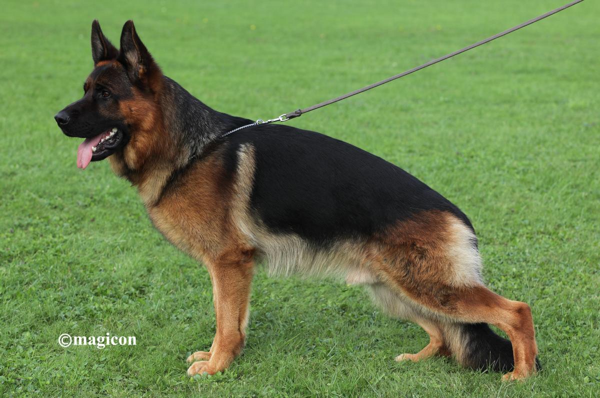 Lex vom Waldfurter-Wald