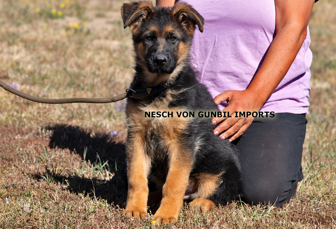 Nesch vom LÃ¤rchenhain