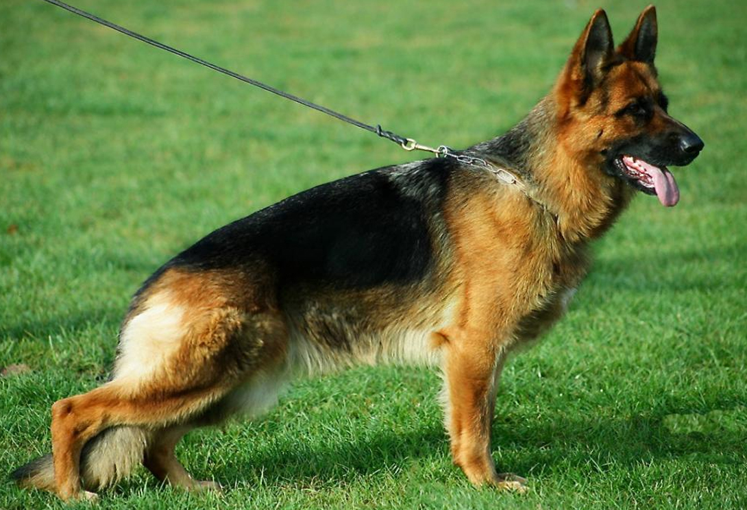 Moni von Haus Kampen