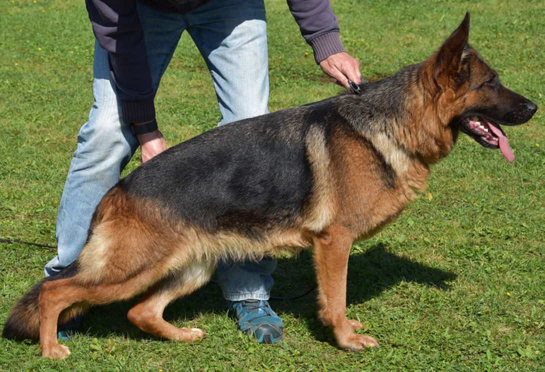 Nele von Mühlenheim