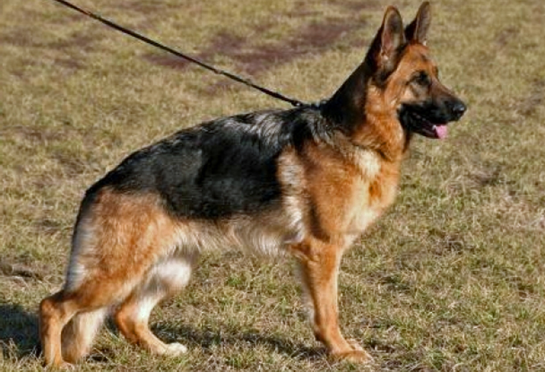 Nelly von Bellissimo