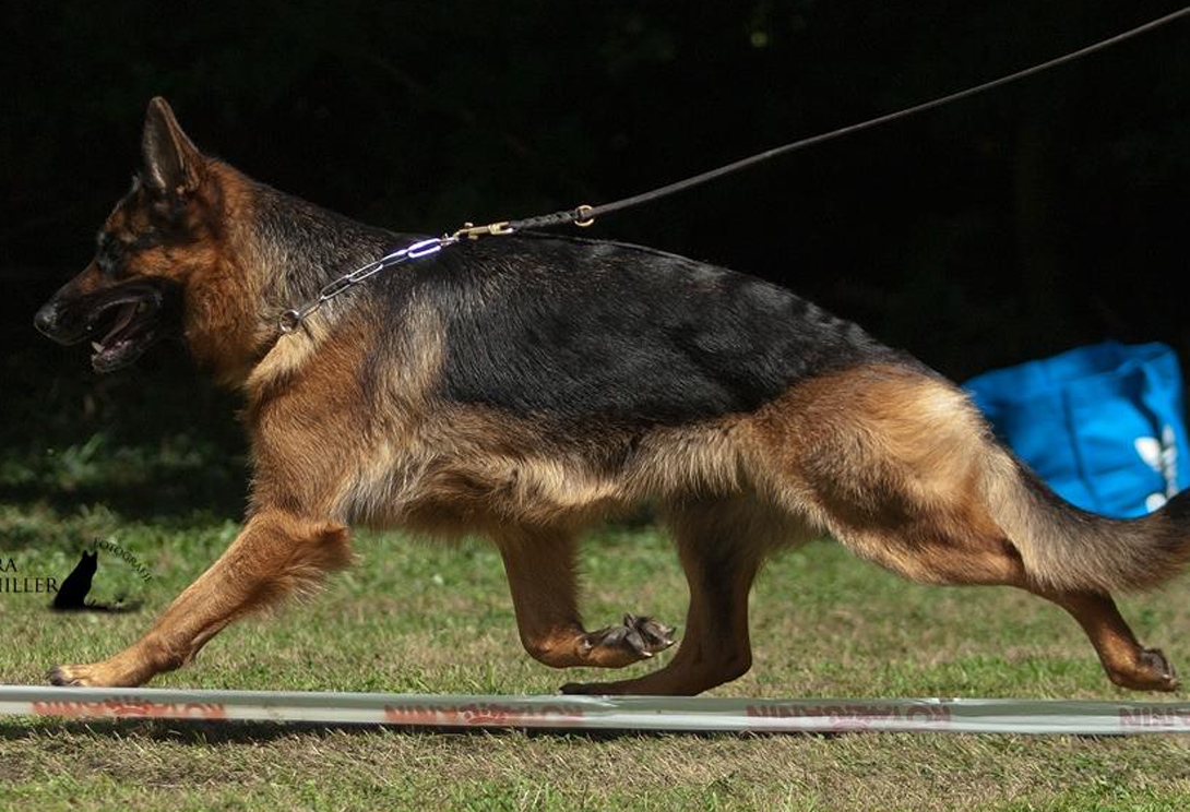 Nofrete von der Egauperle