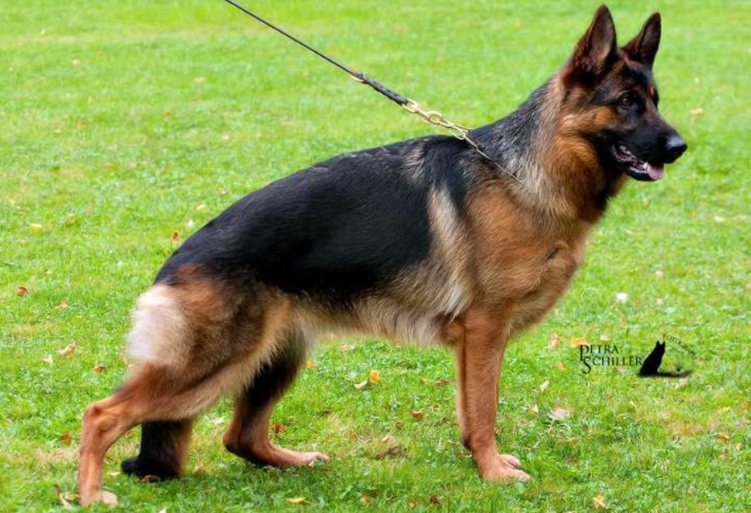 Noris von der Egauperle