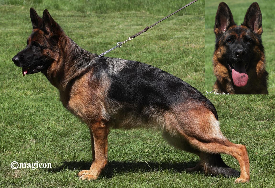 Odessa vom Frankengold