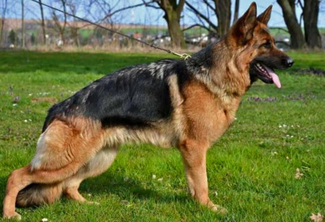 Odette vom Merkur Stern