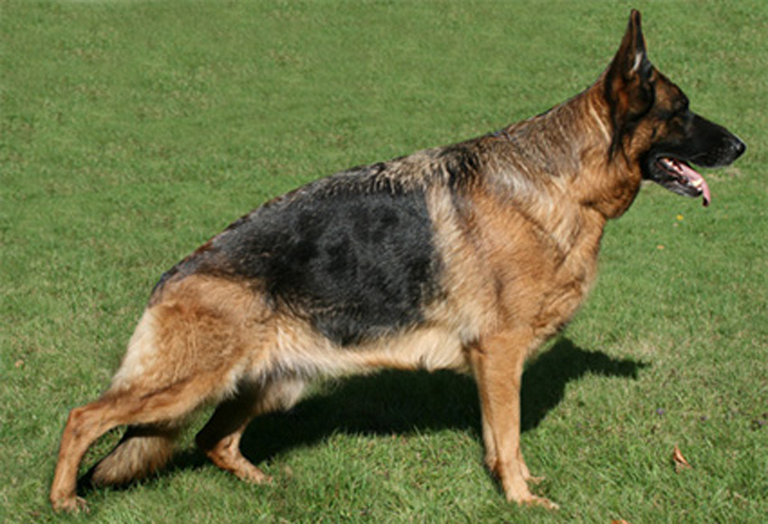 Odyna vom Land Mecklenburg