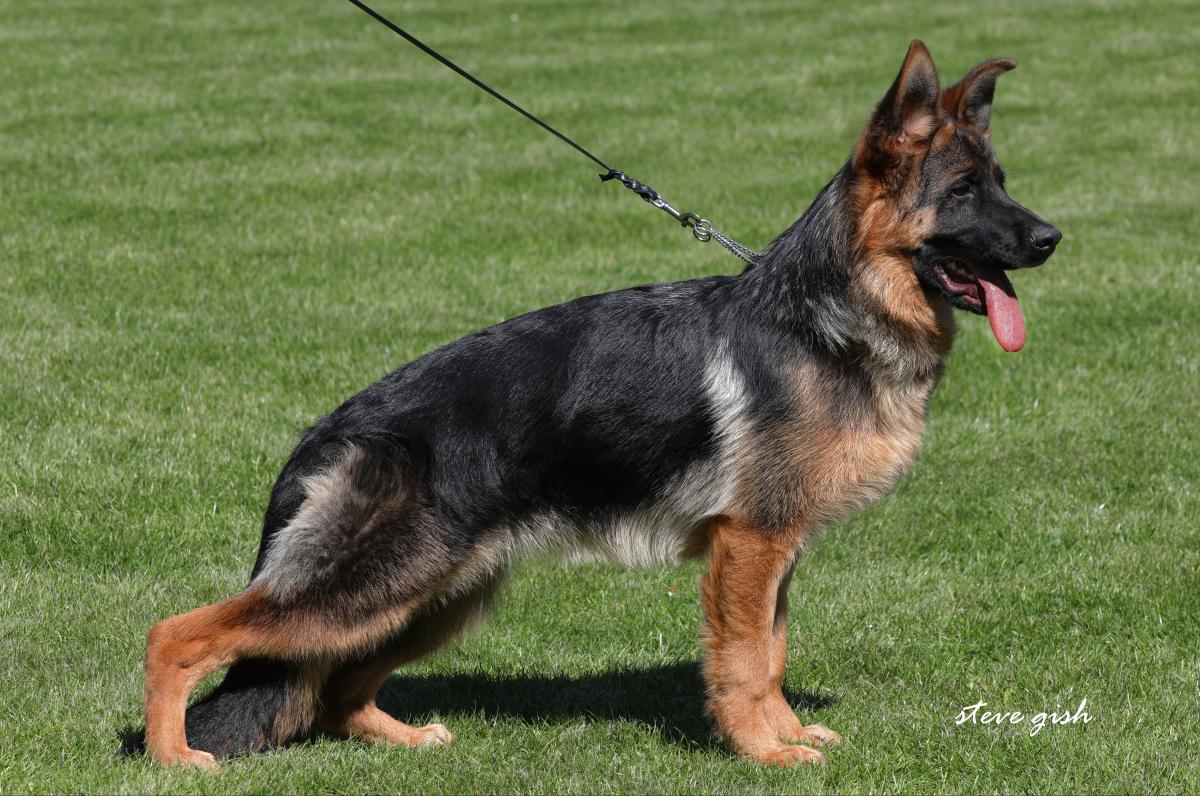 Olive vom Frankengold