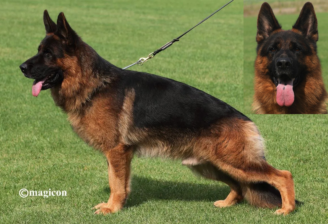 Omen vom Frankengold