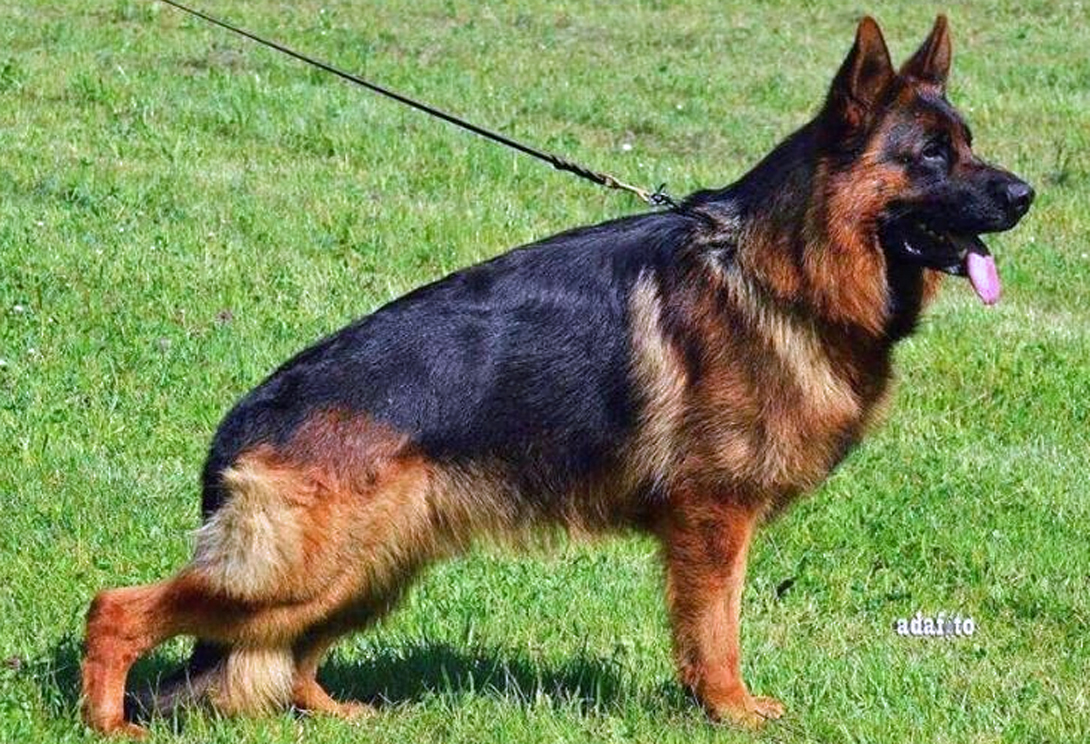 Onex vom Gerianian Hoff