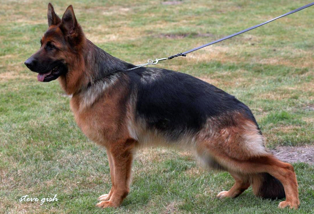 Orla vom Frankengold