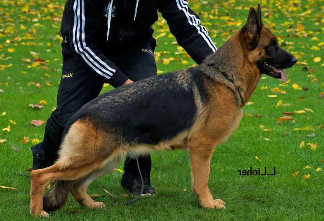 Orly van de Zomerdijkslanden