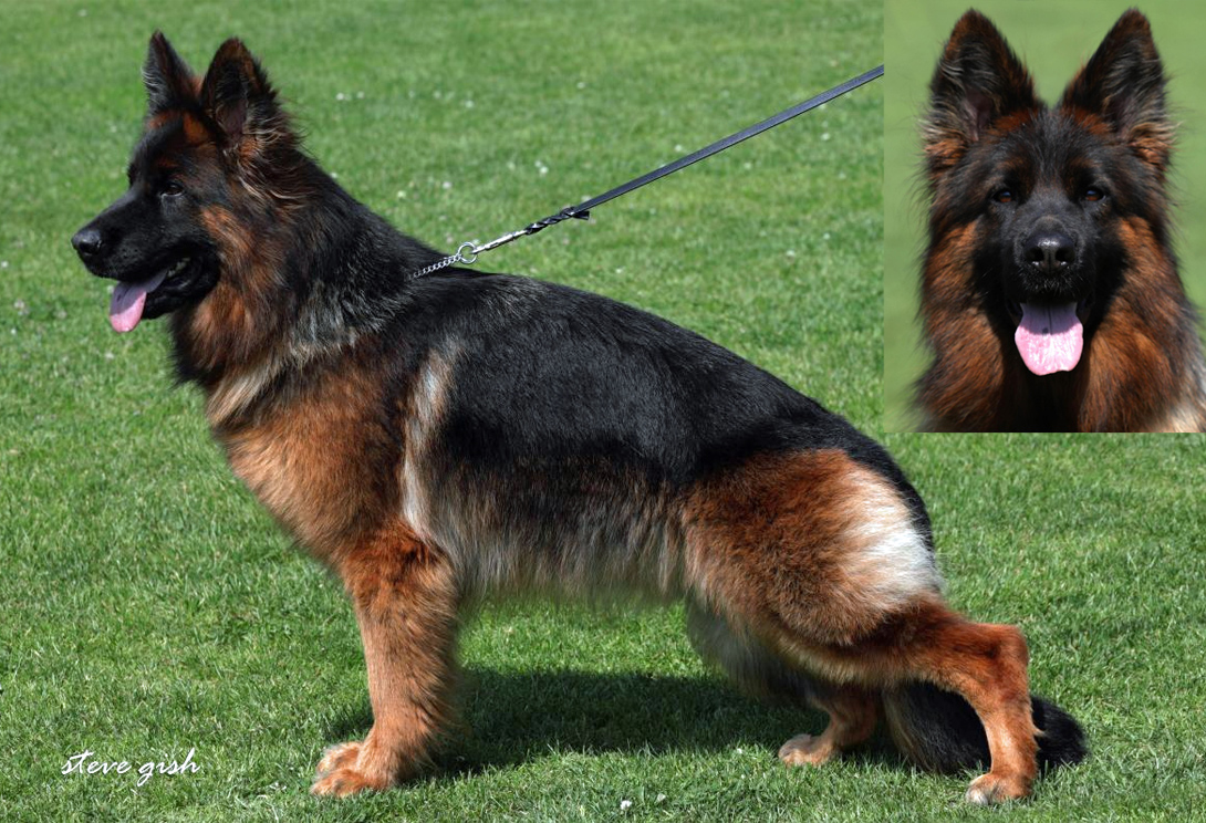 Oxana vom Frankengold