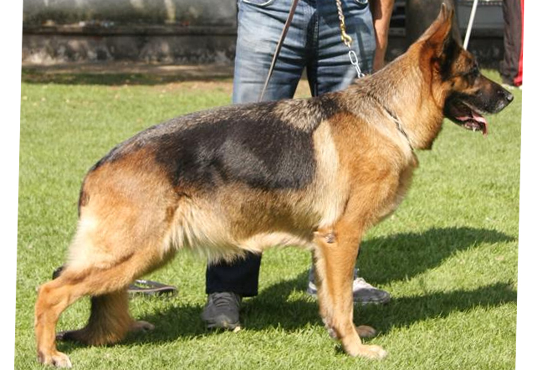 Phanta von der Zenteiche