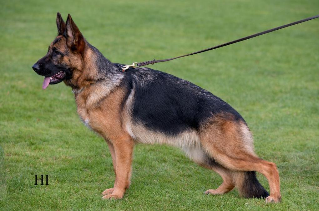 Salve von der Piste Trophe