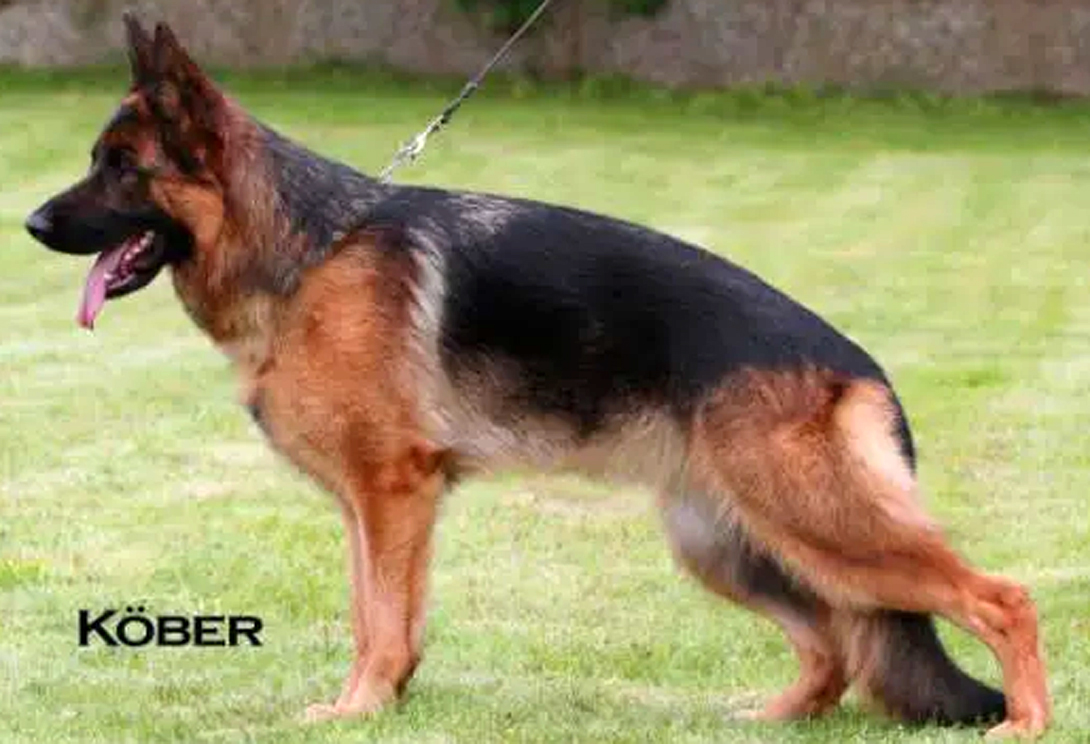 Samia aus Wattenscheid