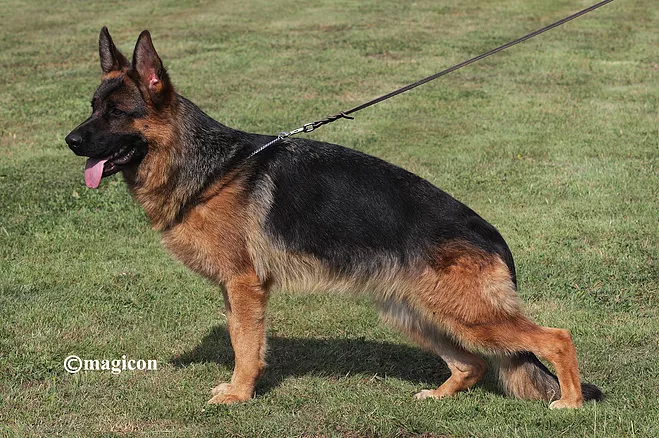 Simba vom Hühnegrab