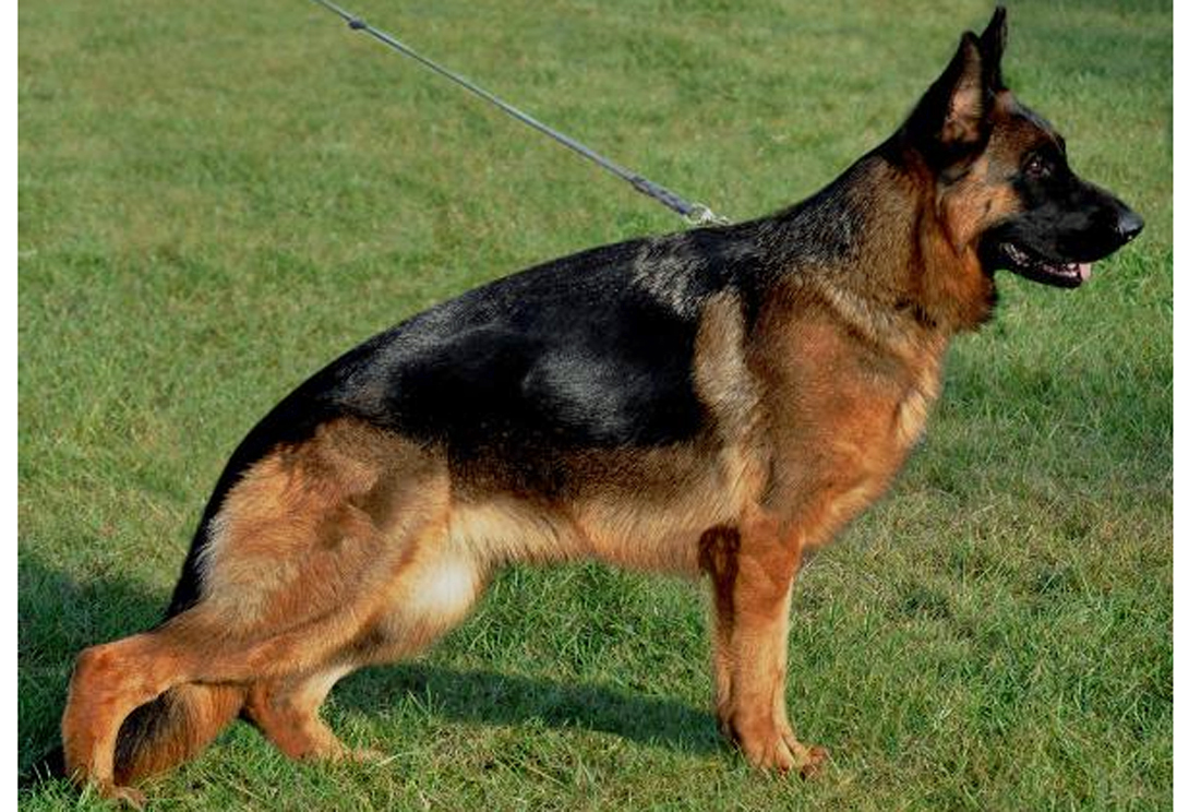 Torfa aus Famke's Zauberwald