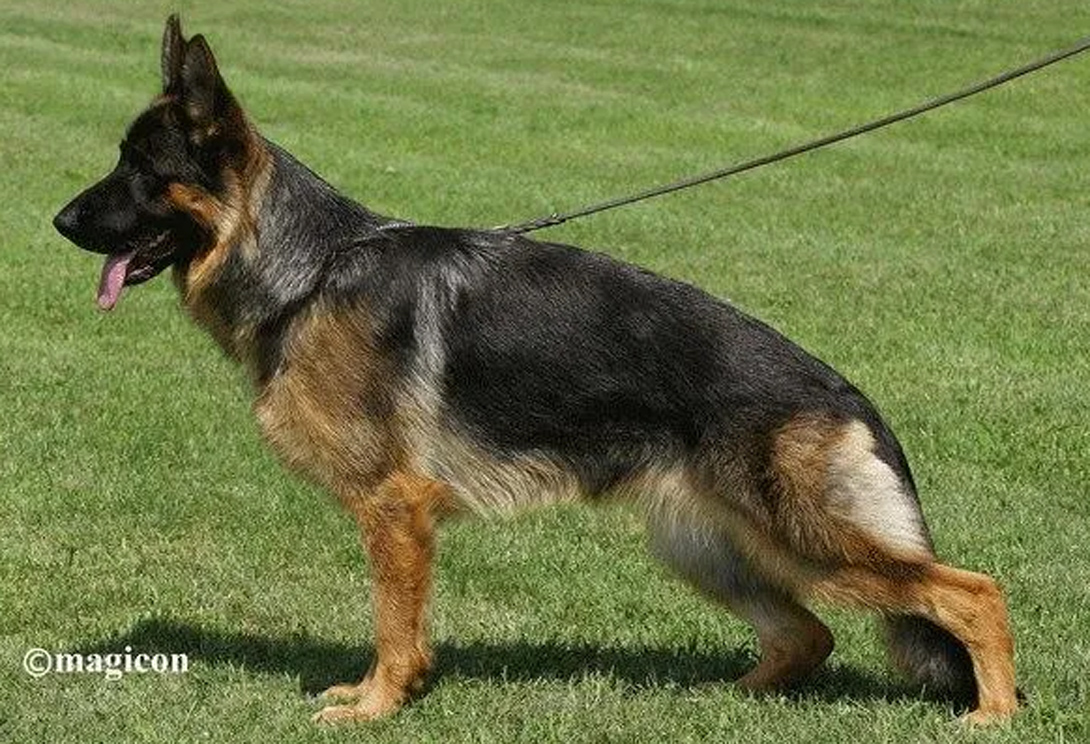 Tussi vom Leithawald