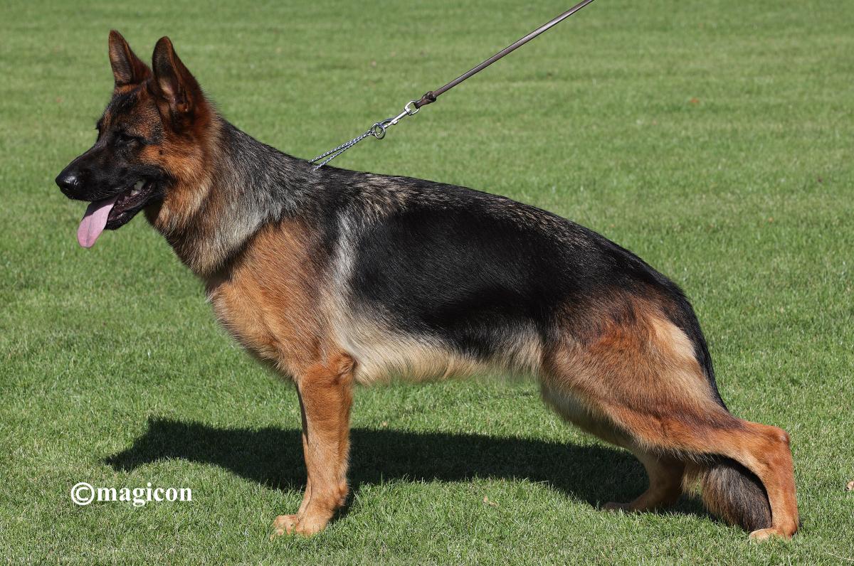 Valera vom Larchenhain