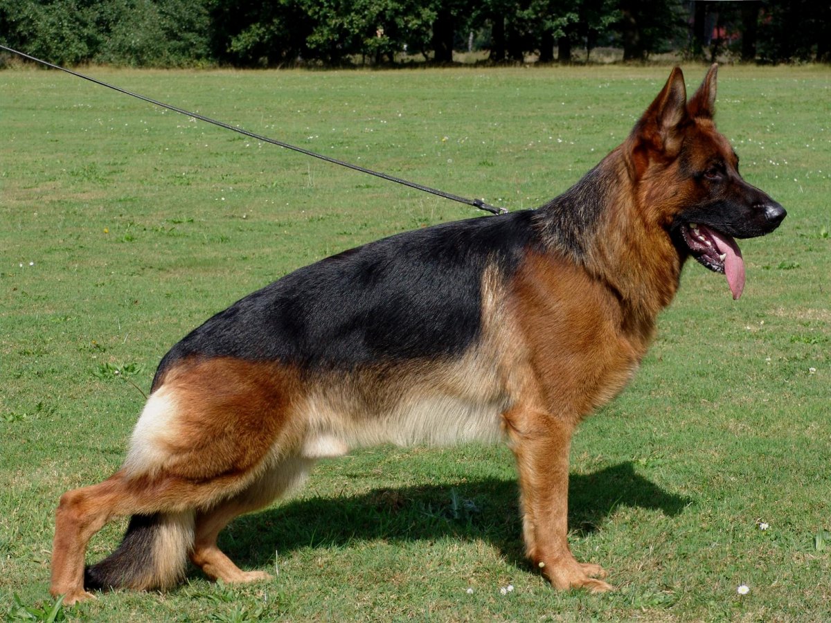 Vigo von der Grafschaft Mark