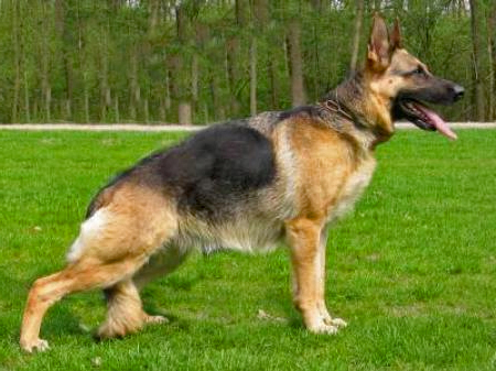 Vlam van de Lentfert Hoeve