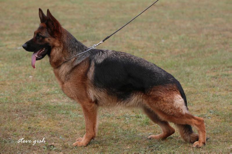 Wasa vom Larchenhain