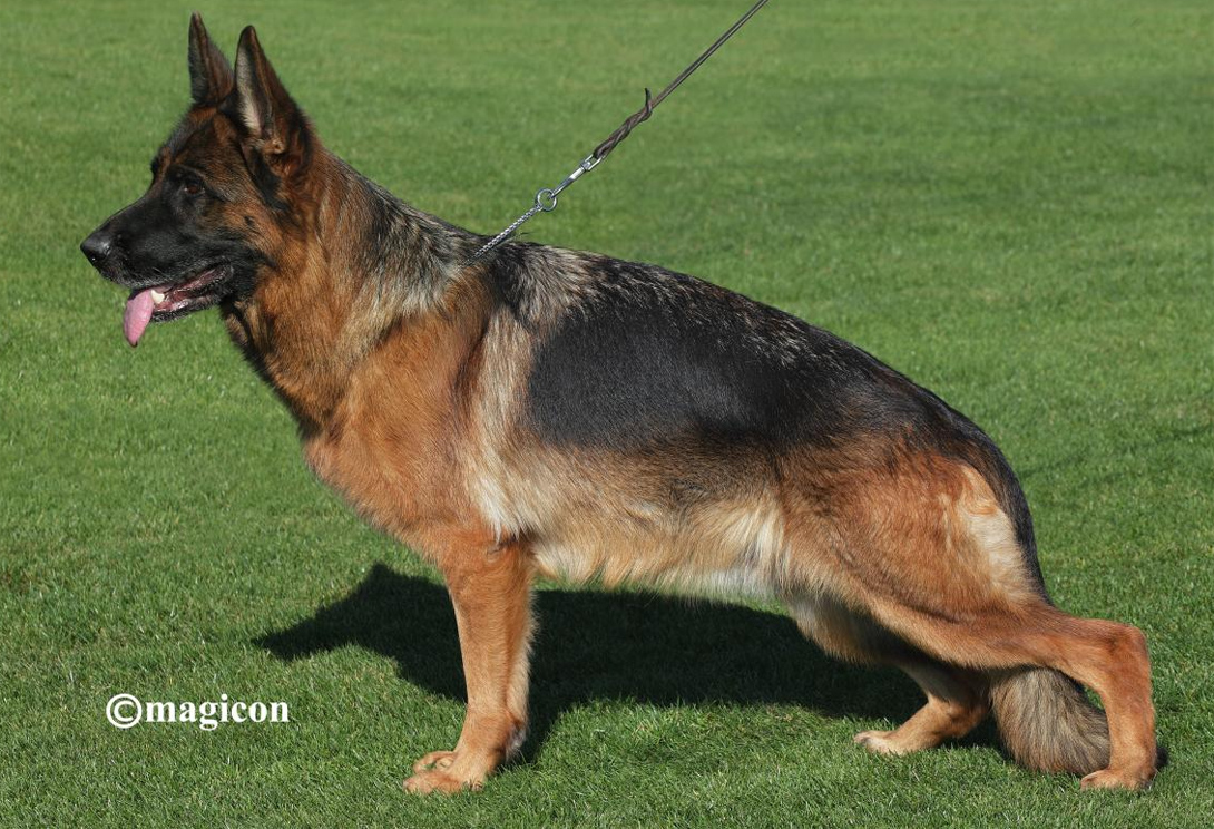 Wasa vom Frankengold