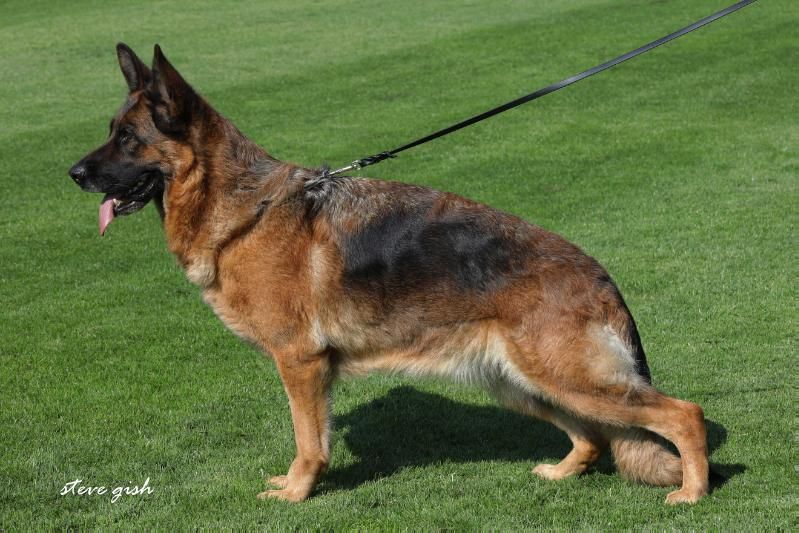 Waga vom Lärchenhain