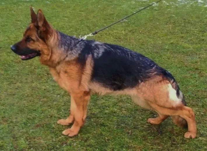 Wera vom Haus Zieglmayer