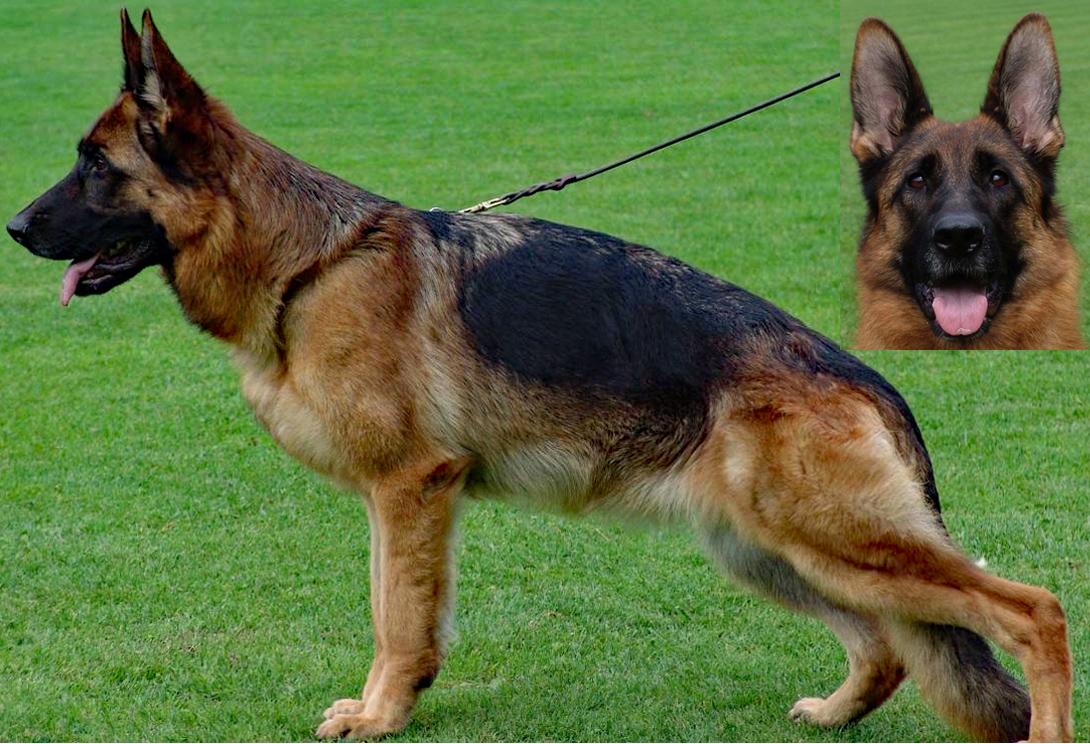 Werona vom Frankengold