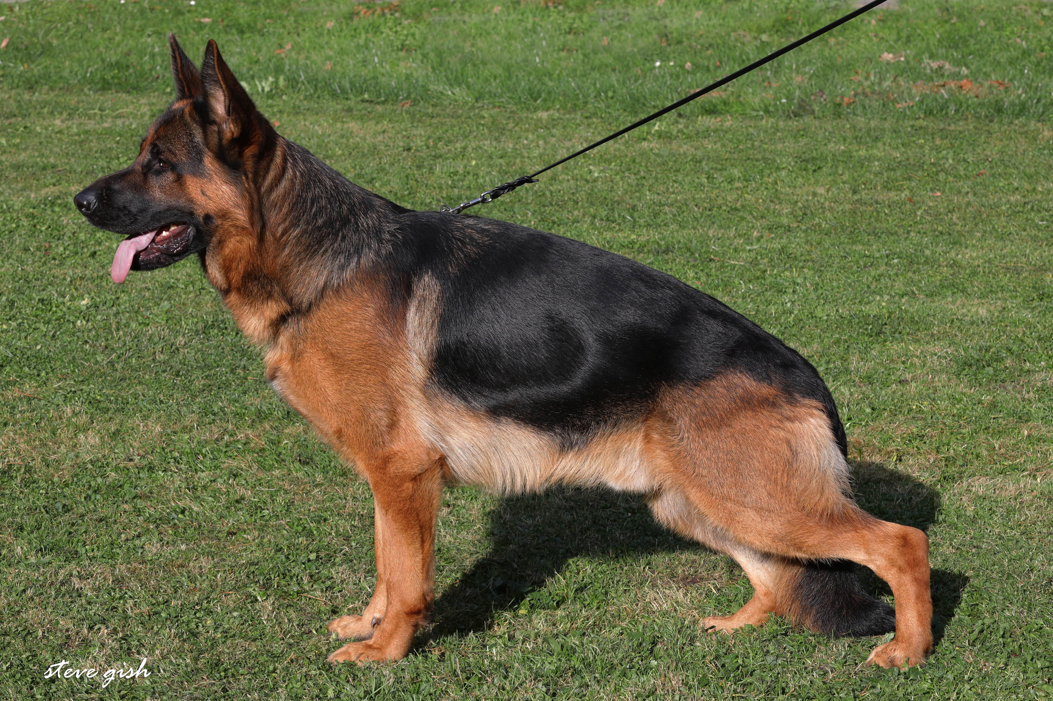 Willy vom Haus Zieglmayer