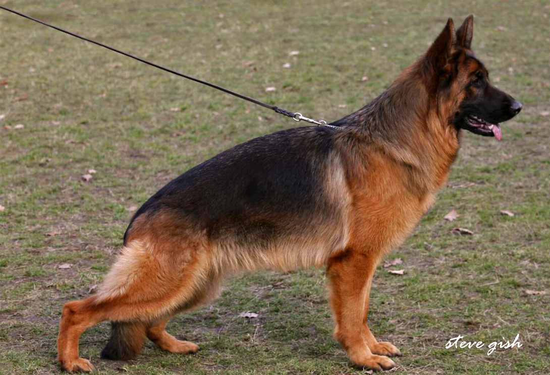 Xolly von Pallas Athene