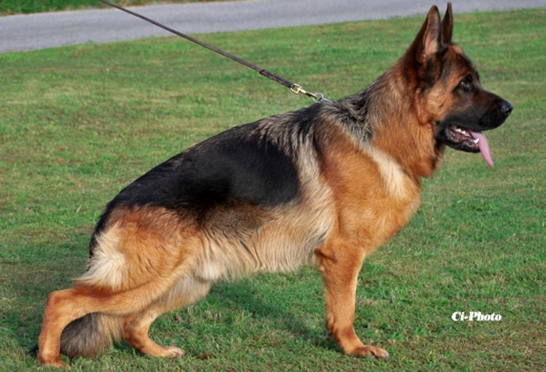 Yaro vom Haus Zieglmayer