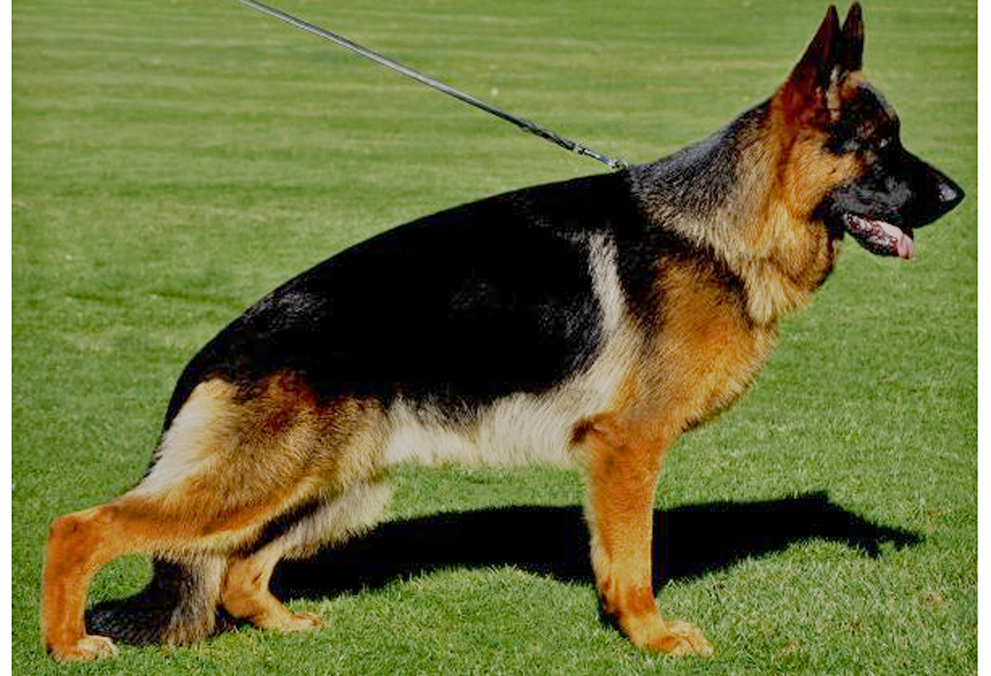 Yugo vom Altenberger Land