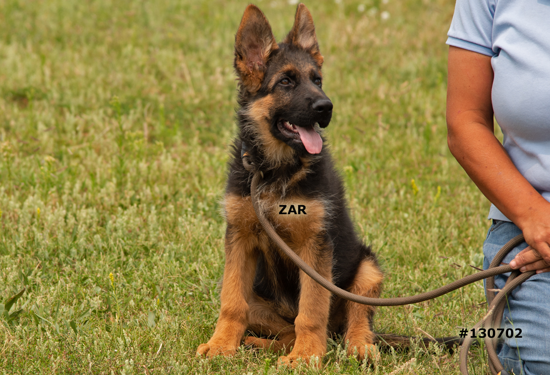 Zar vom Hauswalder Bach