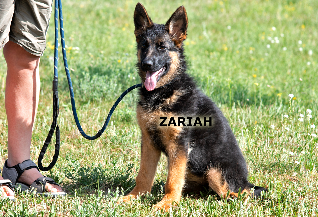 Zairah von Gunbil Imports