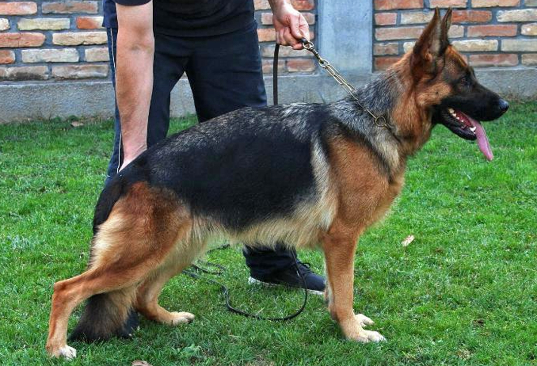 Zinat vom HÃ¼hnegrab